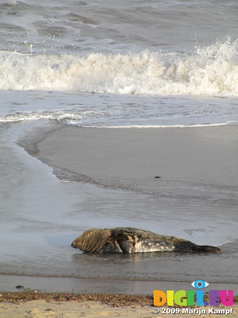 SX11268 Adult Grey or atlantic seal (Halichoerus grypsus) on beach